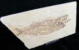 Bargain Mioplosus Fossil Fish #10808-1